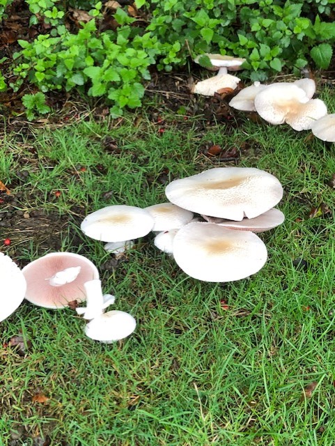 Wild mushrooms