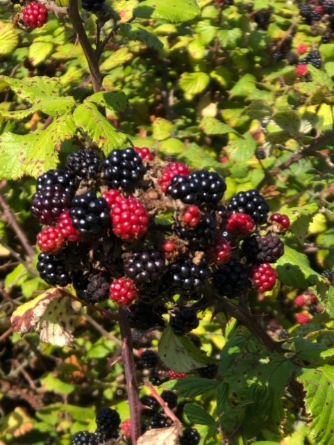 Blackberries