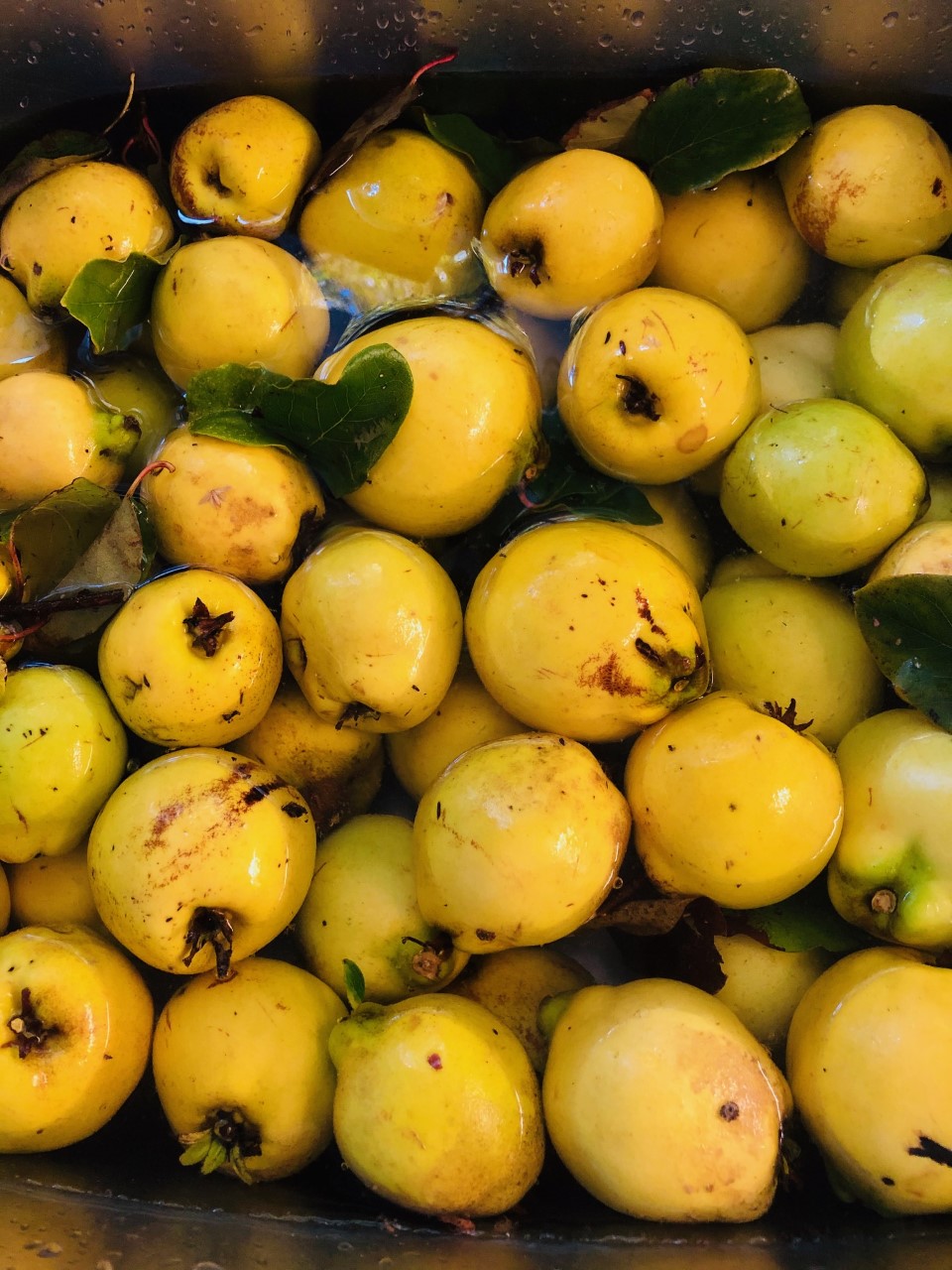 Quinces